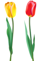Flower, tulip