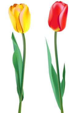 Flower, tulip