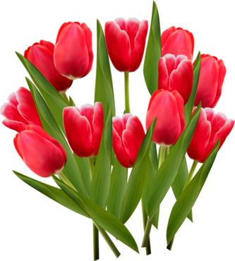 Flower, tulips, postcard