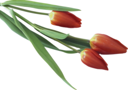 Bouquet of tulips, red tulips