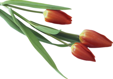Bouquet of tulips, red tulips