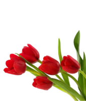 Flowers tulips