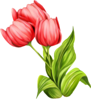 Tulips drawing, png