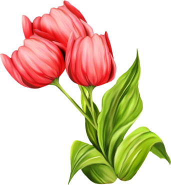 Tulips drawing, png