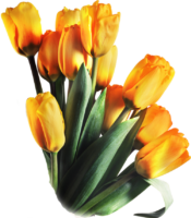 Yellow tulips