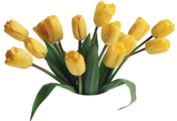 Yellow tulips, bouquet