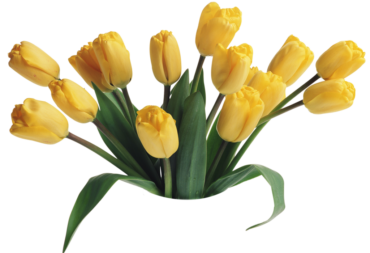 Yellow tulips, bouquet