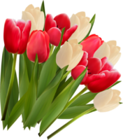 Red and white tulips