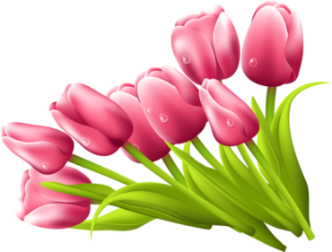 Beautiful tulips, flowers