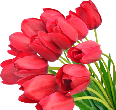 Bouquet, tulips, flowers