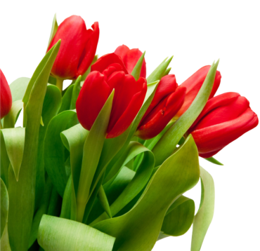 Bouquet, tulips, flowers, png