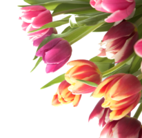 Tulips, children, holiday, people