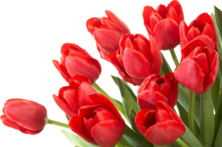 Red tulips, flowers, holiday