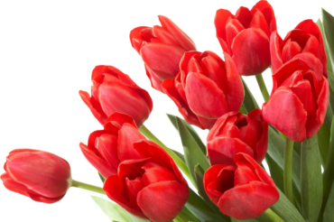 Red tulips, flowers, holiday