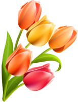Tulips, flowers, bouquet, png