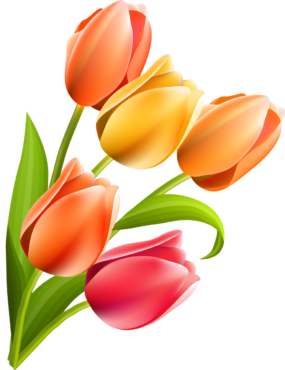 Tulips, flowers, bouquet, png