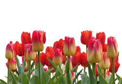 Tulips, wallpaper, png