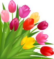 Tulips, wallpaper, png, template