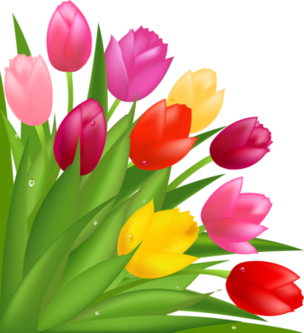 Tulips, wallpaper, png, template