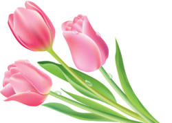 Pink tulips, bouquet, png