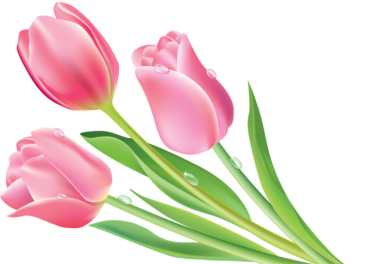 Pink tulips, bouquet, png