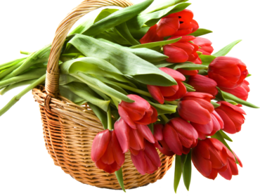 Tulips, basket, bouquet