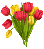 Yellow and red tulips, PNG