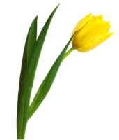 One yellow tulip