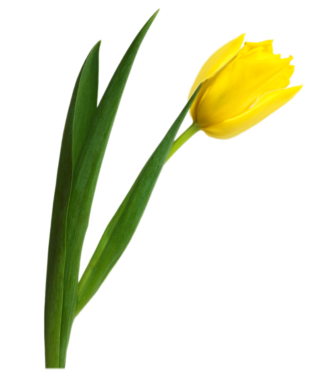 One yellow tulip