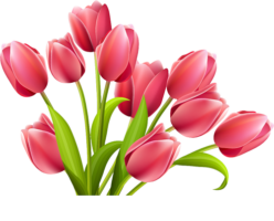 Tulips clipart