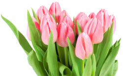 Tulips, bouquet, png, holiday
