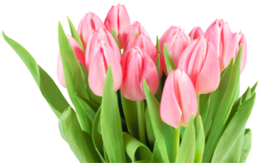 Tulips, bouquet, png, holiday