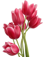 Tulips, flowers, png
