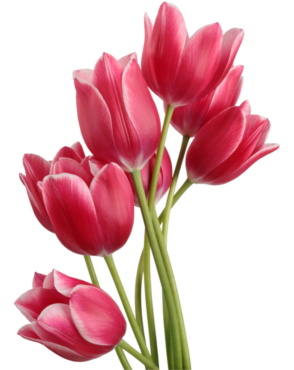 Tulips, flowers, png