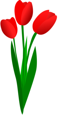 Vector tulips, PNG