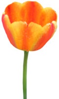 Tulip, flower