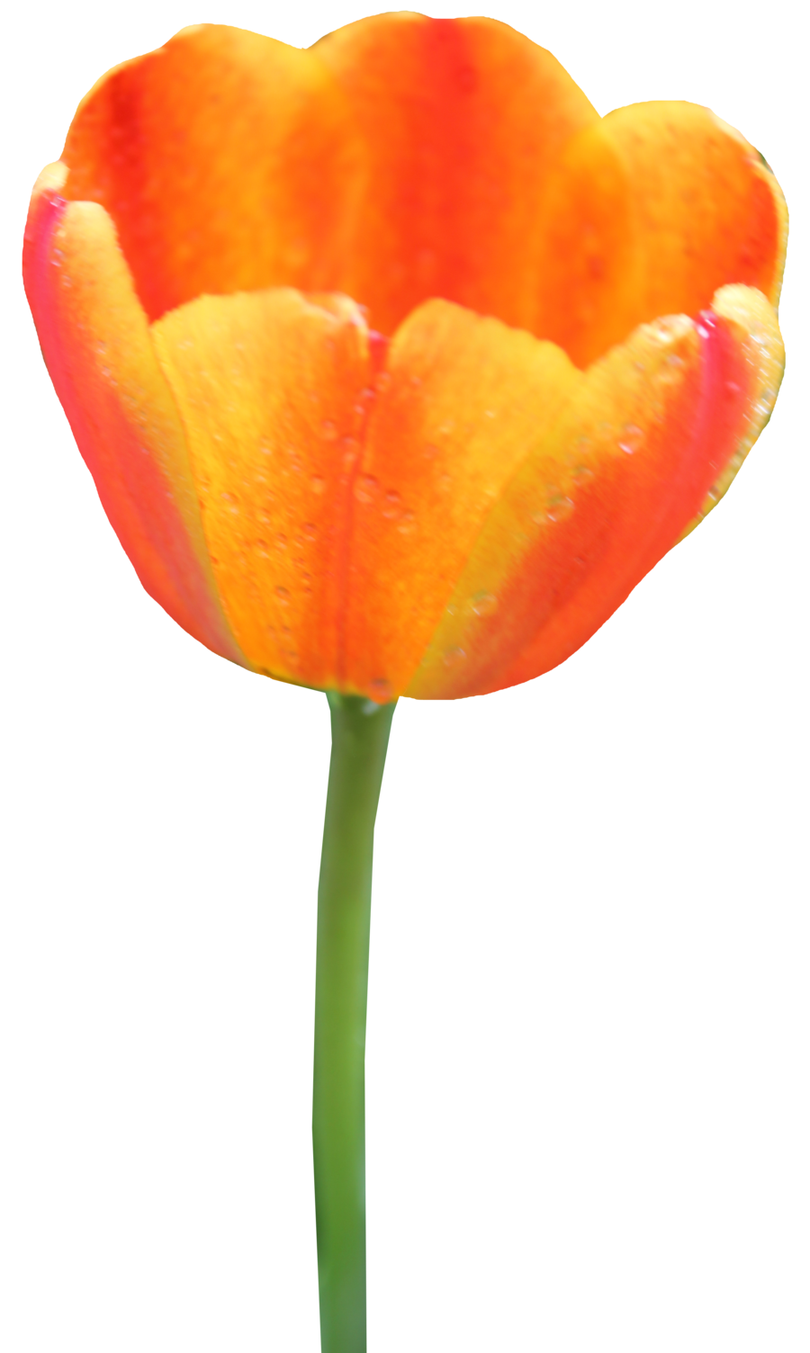 Tulip, flower