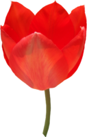 Red Tulip, flower