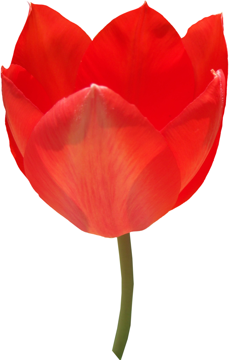 Red Tulip, flower