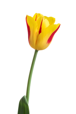 tulips, flowers, rose, holiday, bouquet, png