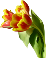 Tulips, flowers, png