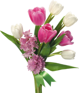 Tulips, flowers, png, plant