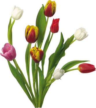 Tulips, flowers, plant