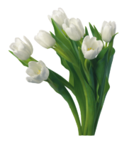 White tulips