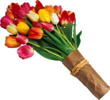 Plant, tulips