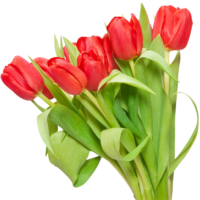Bouquet of tulips, plant, png