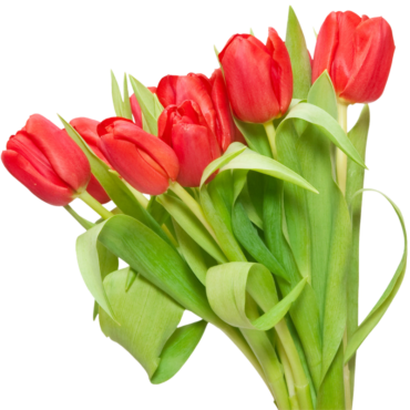 Bouquet of tulips, plant, png