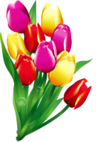 Bouquet of tulips, PNG
