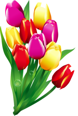 Bouquet of tulips, PNG