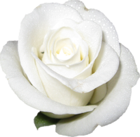 White Rose